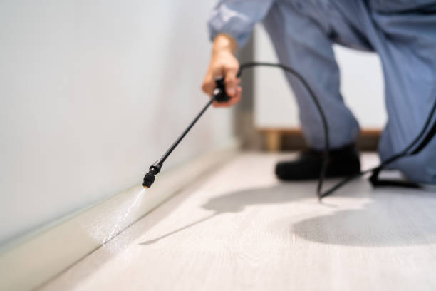 Certified termite inspector examining foundation in Hobart