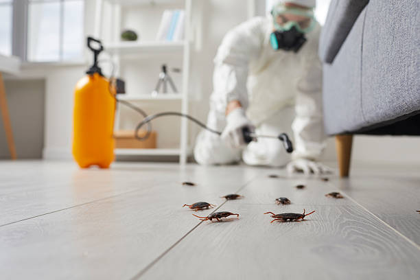Post-Treatment Bed Bug Interceptor Monitoring in Hobart